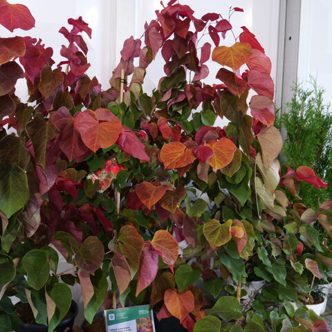 Cercis canadensis ‘Hearts a´Fire‘