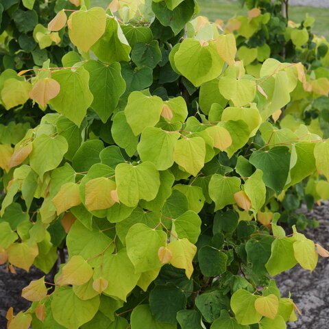 Cercis canadensis ‘Ruby Falls‘