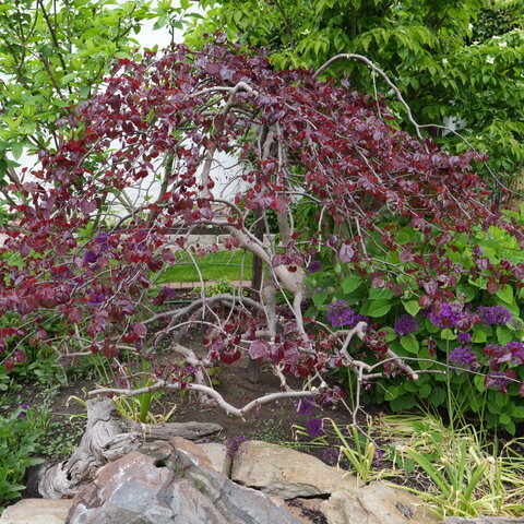 Cercis canadensis ‘Ruby Falls‘