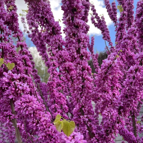 Cercis chinensis ‘Avondale‘