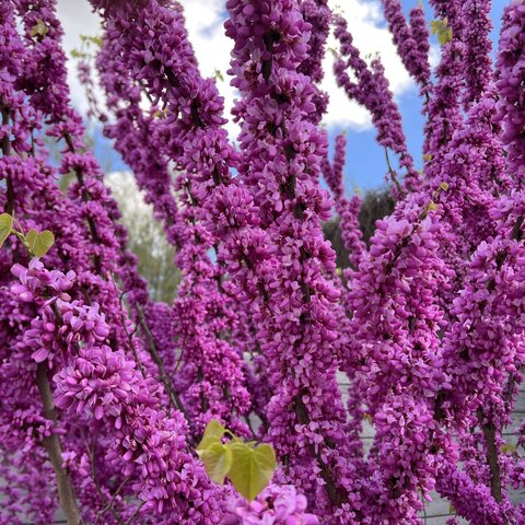 Cercis chinensis ‘Avondale‘