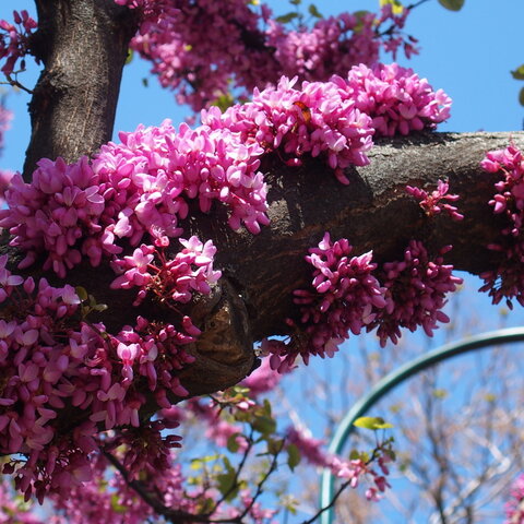 Cercis siliquastrum