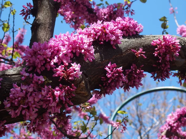Cercis siliquastrum Cercis siliquastrum