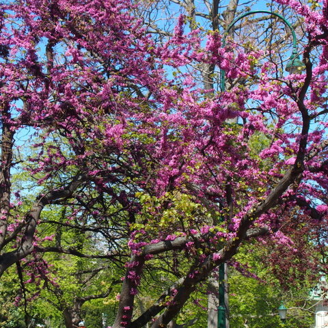 Cercis siliquastrum ‘