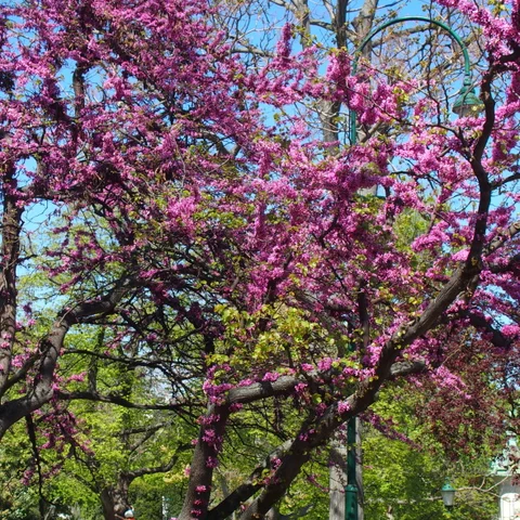 Cercis siliquastrum ‘