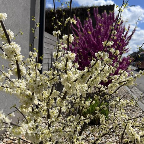Cercis siliquastrum ‘Alba‘