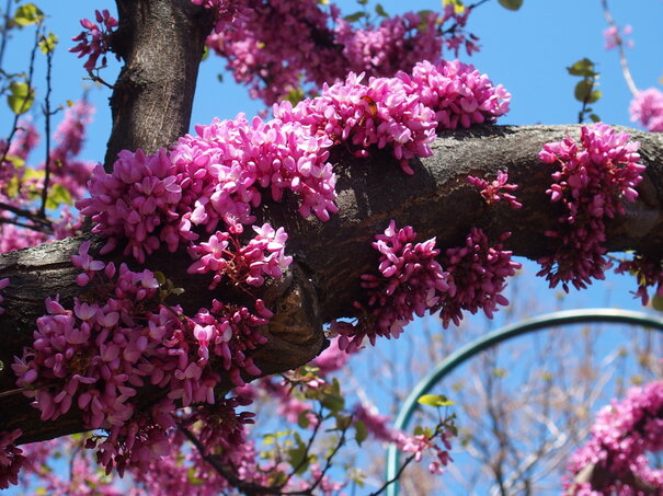 Cercis siliquastrum