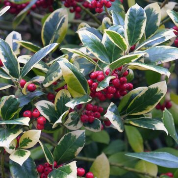 Cezmíny – Ilex