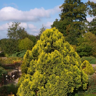 Chamaecyparis lawsoniana ‘Minima Aurea‘