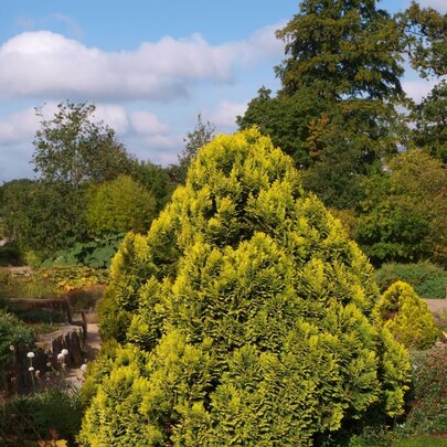 Chamaecyparis lawsoniana ‘Minima Aurea‘