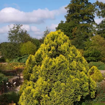 Chamaecyparis lawsoniana ‘Minima Aurea‘