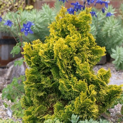 Chamaecyparis obtusa ‘Aurora‘