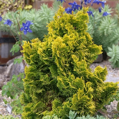 Chamaecyparis obtusa ‘Aurora‘