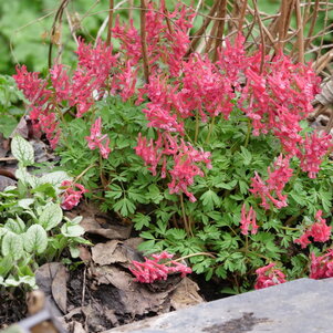 chochlačka - Corydalis ‘Beth Evans‘