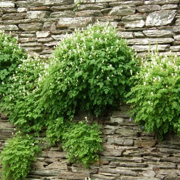 Chochlačky – Corydalis