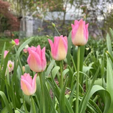 cibuľoviny - tulipány