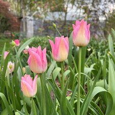 cibuľoviny - tulipány