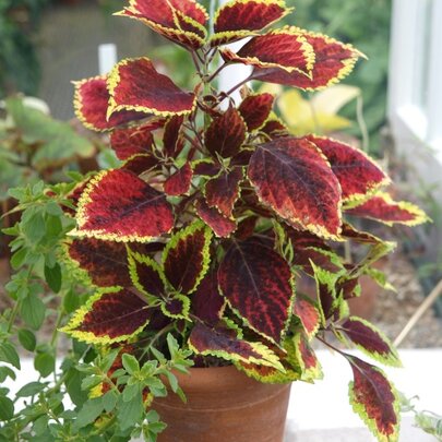 Coleus