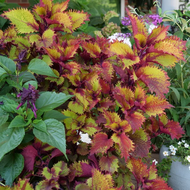 coleus - kombinácia v kvetináčoch