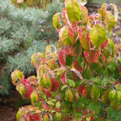 Cornus florida