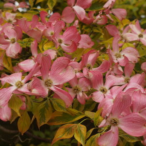 Cornus florida Cherokee Sunset