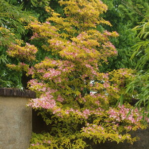 Cornus florida Cherokee Sunset