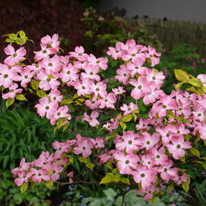 Cornus florida Cherokee Sunset