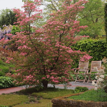 Cornus florida – svíbovec floridský