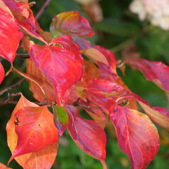 Cornus ‘Venus‘