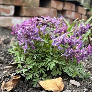 Corydalis