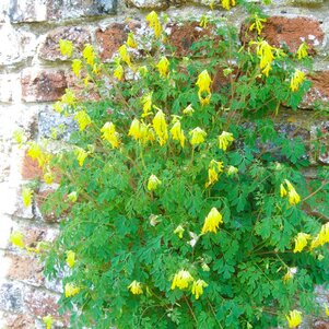 Corydalis lutea