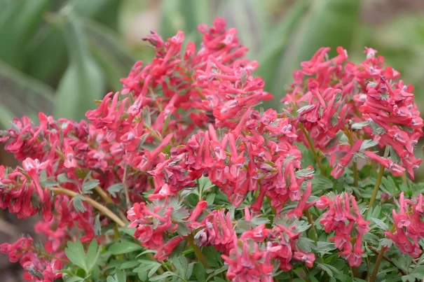 Corydalis solida Beth Evans Corydalis solida Beth Evans