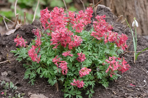Corydalis solida Beth Evans Corydalis solida Beth Evans