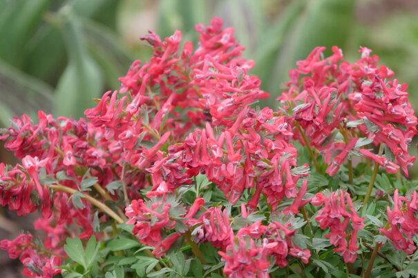 Corydalis solida Beth Evans