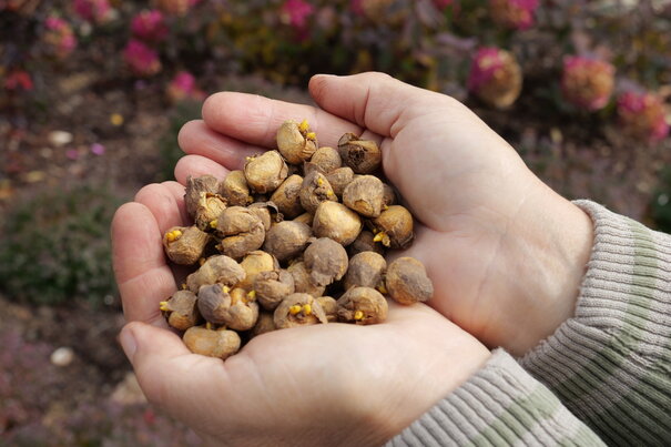 Corydalis solida Beth Evans - hľúzka