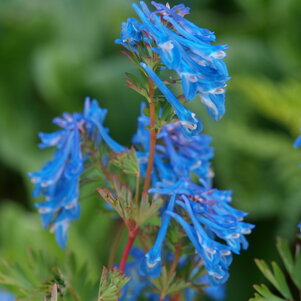 Corydalis Spinners