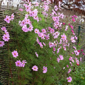 Cosmos bippinatus