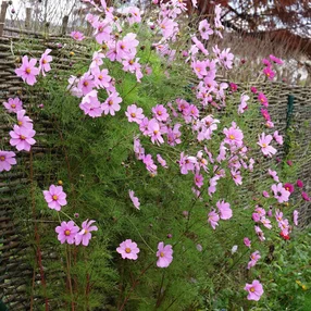 Cosmos bippinatus