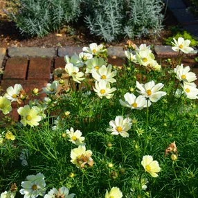 Cosmos bippinatus