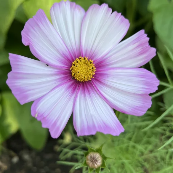 Cosmos bippinatus