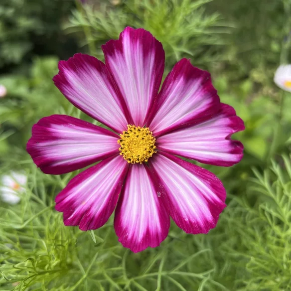 Cosmos bippinatus