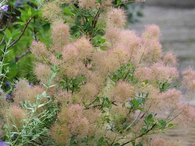 Cotinus coggygria – škumpa vlasatá Cotinus coggygria – škumpa vlasatá
