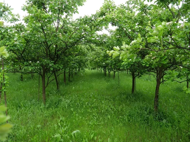 Crataegus pinnatifida - komerčný sad (Česko)