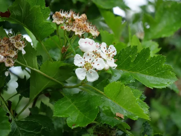Crataegus pinnatifida kvety