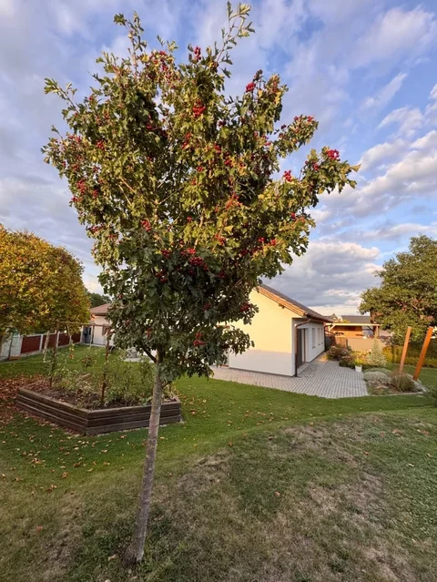 Crataegus pinnatifida - mladý strom