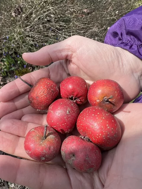 Crataegus pinnatifida plody