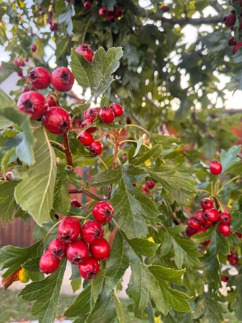 Crataegus pinnatifida - plody