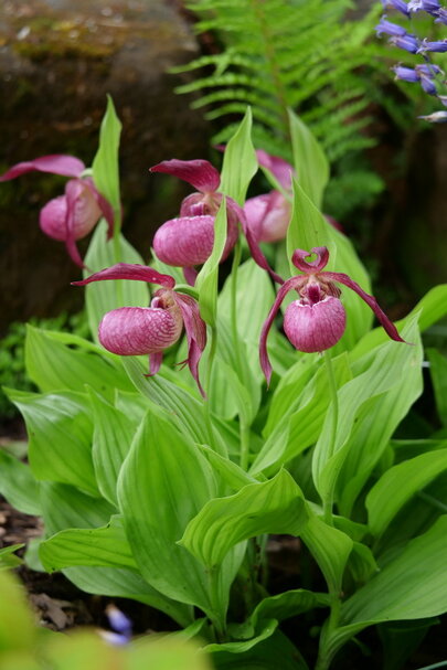 Cypripedium ‘Kentucky Pink‘