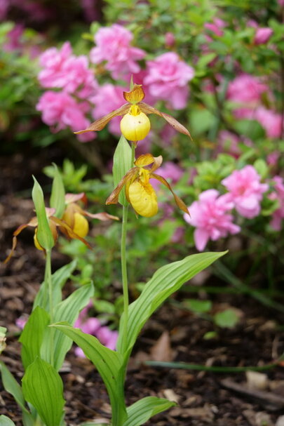 Cypripedium ‘Lucas‘