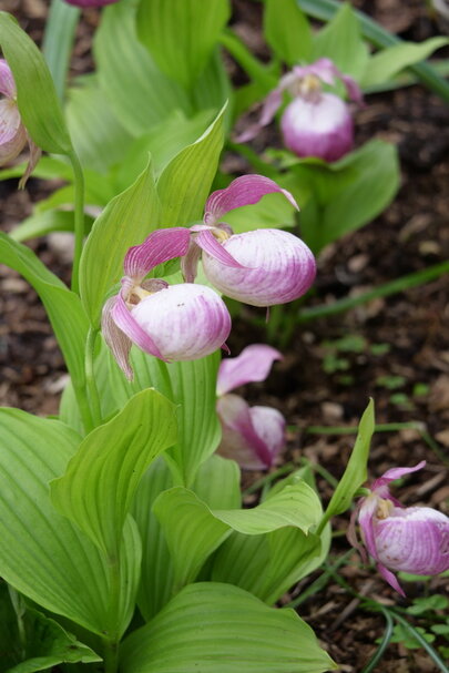 Cypripedium ‘Sabine‘